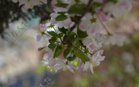 海棠花枝图片
