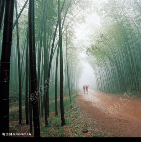 竹林小道图片