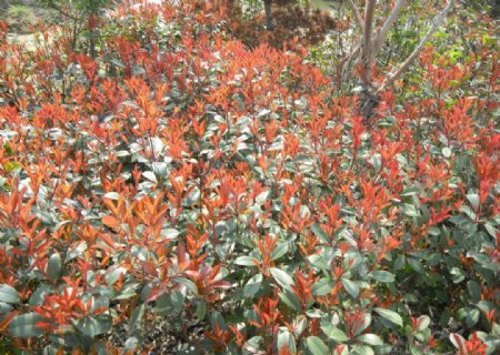 红灌丛花图片