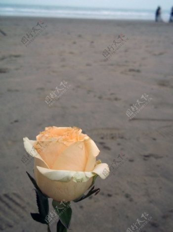 珠海飞沙滩玫瑰图片