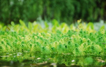 绿藻图片
