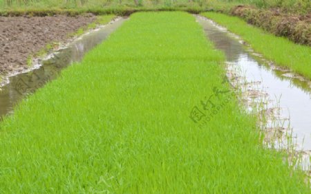 水稻秧苗图片