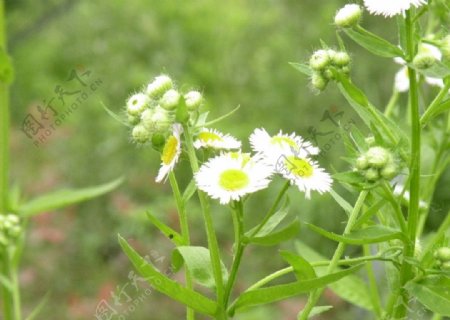 白色菊花图片