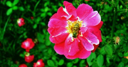 太阳花与蜂蜜图片