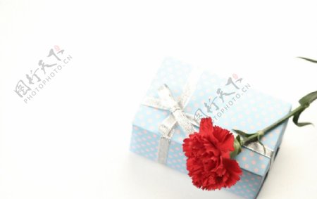 康乃馨和礼盒图片