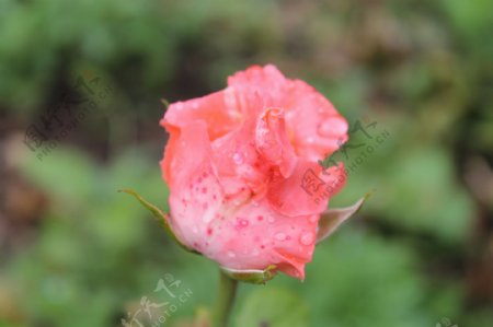 雨中玫瑰图片