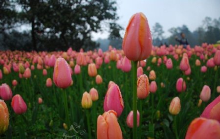 郁金香花丛图片