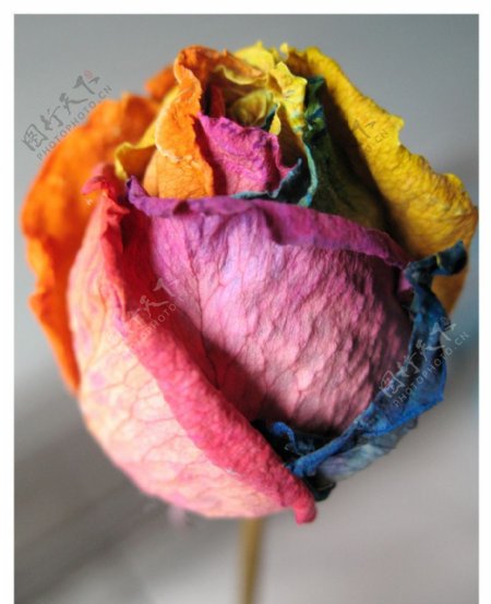 枯萎的彩虹玫瑰花图片