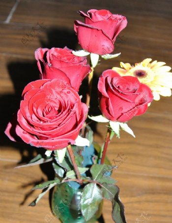 玫瑰花朵图片
