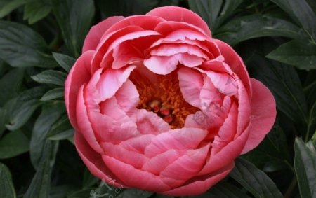 桃红色牡丹花图片