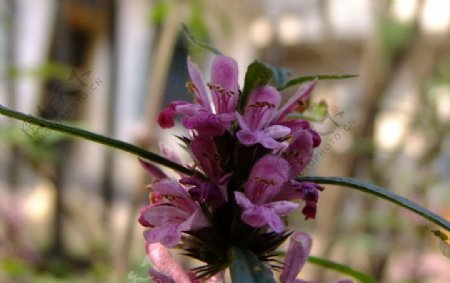 紫色小草花图片