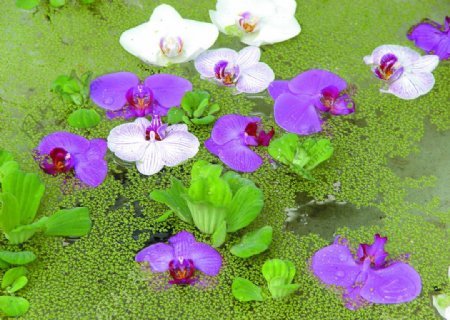 紫色蘭花图片