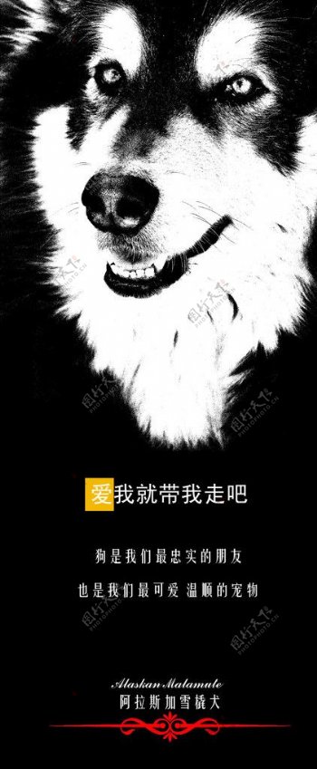 阿拉斯加雪橇犬宣传X展架图片