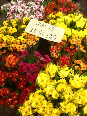 曼谷野菊花图片