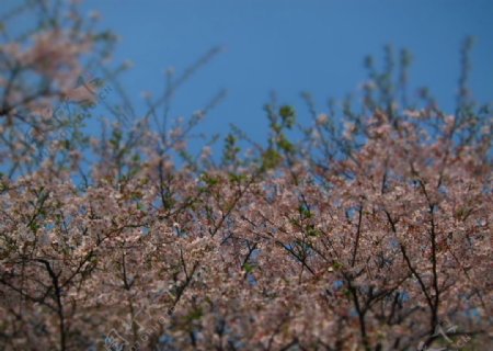樱花盛开图片