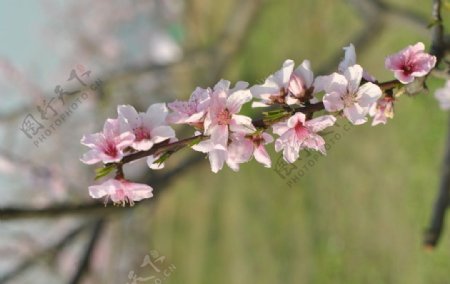 粉红的桃花枝儿图片