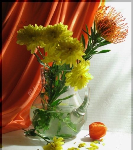 艺术花卉摄影图片