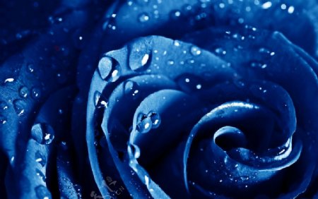 蓝玫瑰水珠水滴露水图片