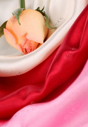 玫瑰花丝绸图片