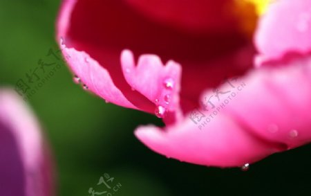 水珠花瓣图片
