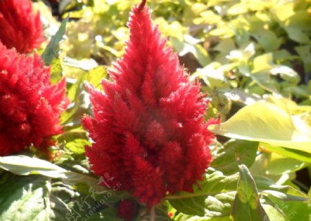 水滴红色花簇图片
