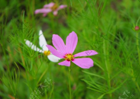 波斯菊图片