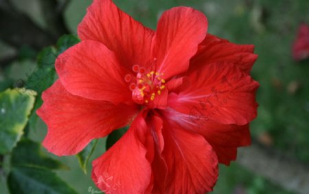 一朵红花图片