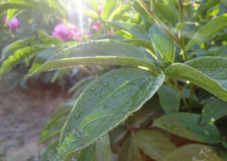 雨后绿叶图片