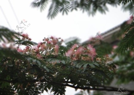 杉树花图片