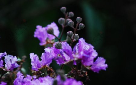 紫薇仙子图片