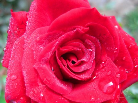 带露珠和雨滴的红玫瑰图片