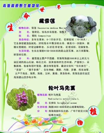 青海高原野生植物展图片