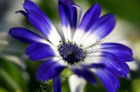 蓝色菊的花图片