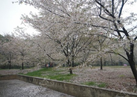 东湖樱花园图片