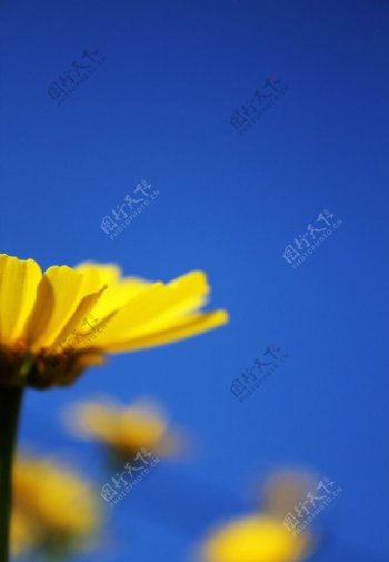 晴空下的黄色野花图片