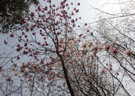 花开季节图片