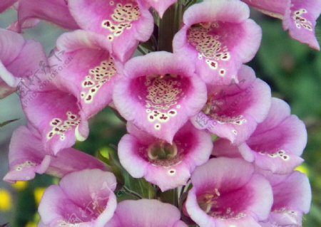 粉红花朵非高清图片