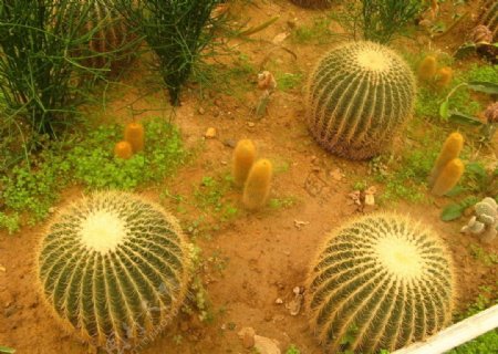 沙漠仙人球图片
