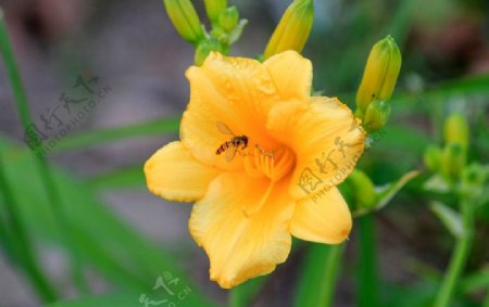 蜜蜂黄花图片