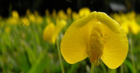 美丽的黄色草花图片