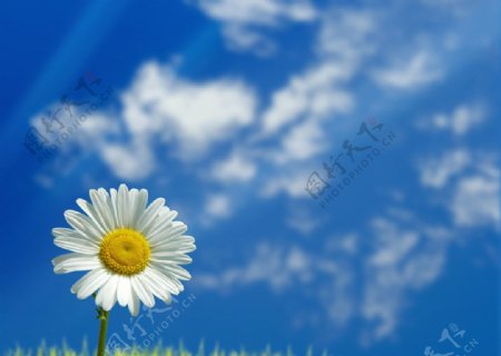 蓝天菊花图片