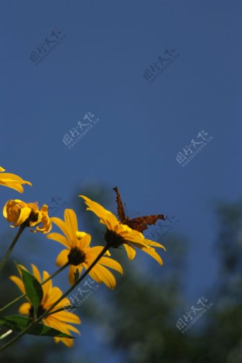 菊花图片