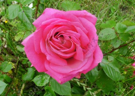 英国原本色红玫瑰图片