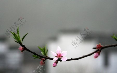 江西婺源江岭的桃花图片