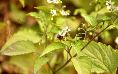 小白花图片