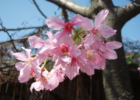 樱花图片