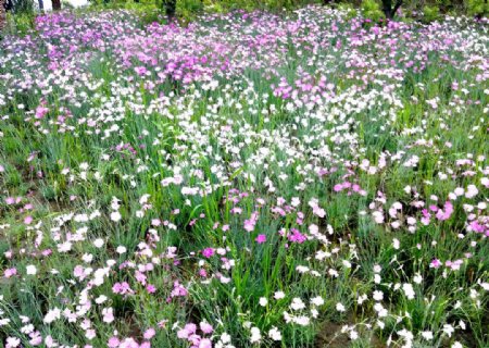 杭州西溪湿地野花图片