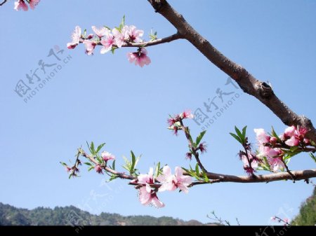 岩山桃花节图片
