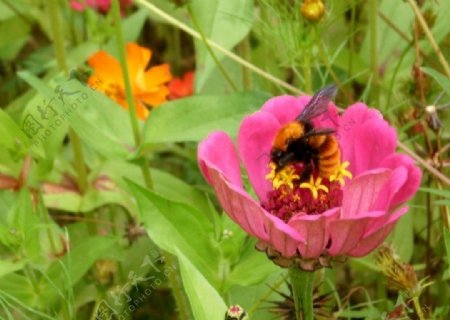 蜜蜂与鲜花图片