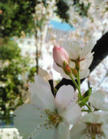 樱花183花骨朵图片
